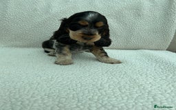 Cocker Spaniel dogs for sale: KC Reg Show Cocker Spaniels - Image 11