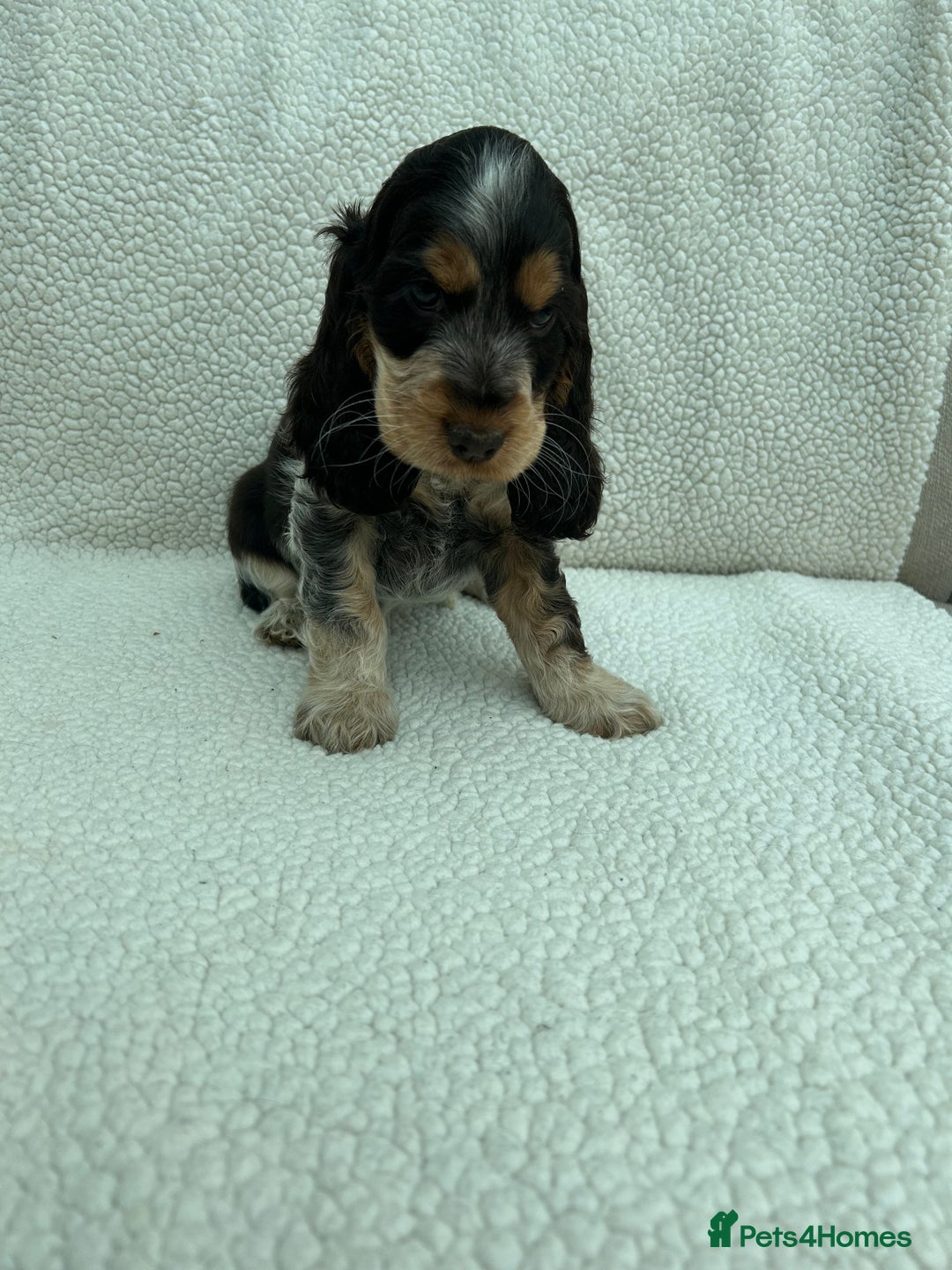 Cocker Spaniel dogs for sale: KC Reg Show Cocker Spaniels - Image 11
