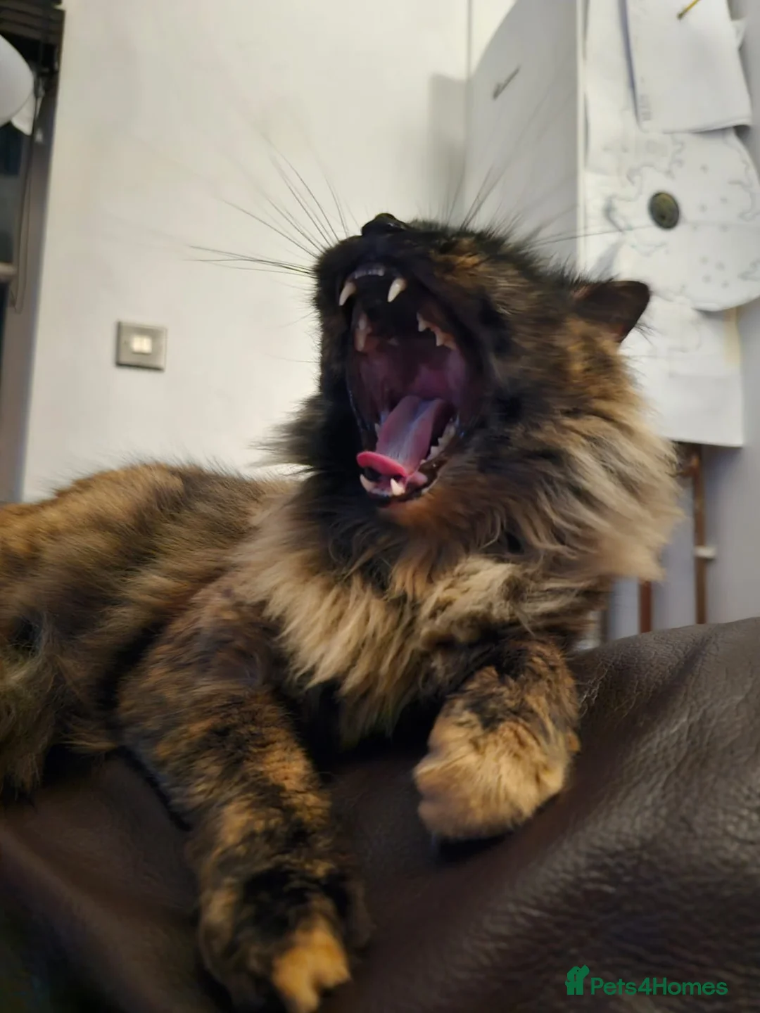 Mixed Breed cats for sale: 2 Longhaired siberian cross kittens. Ready now - Advert 6