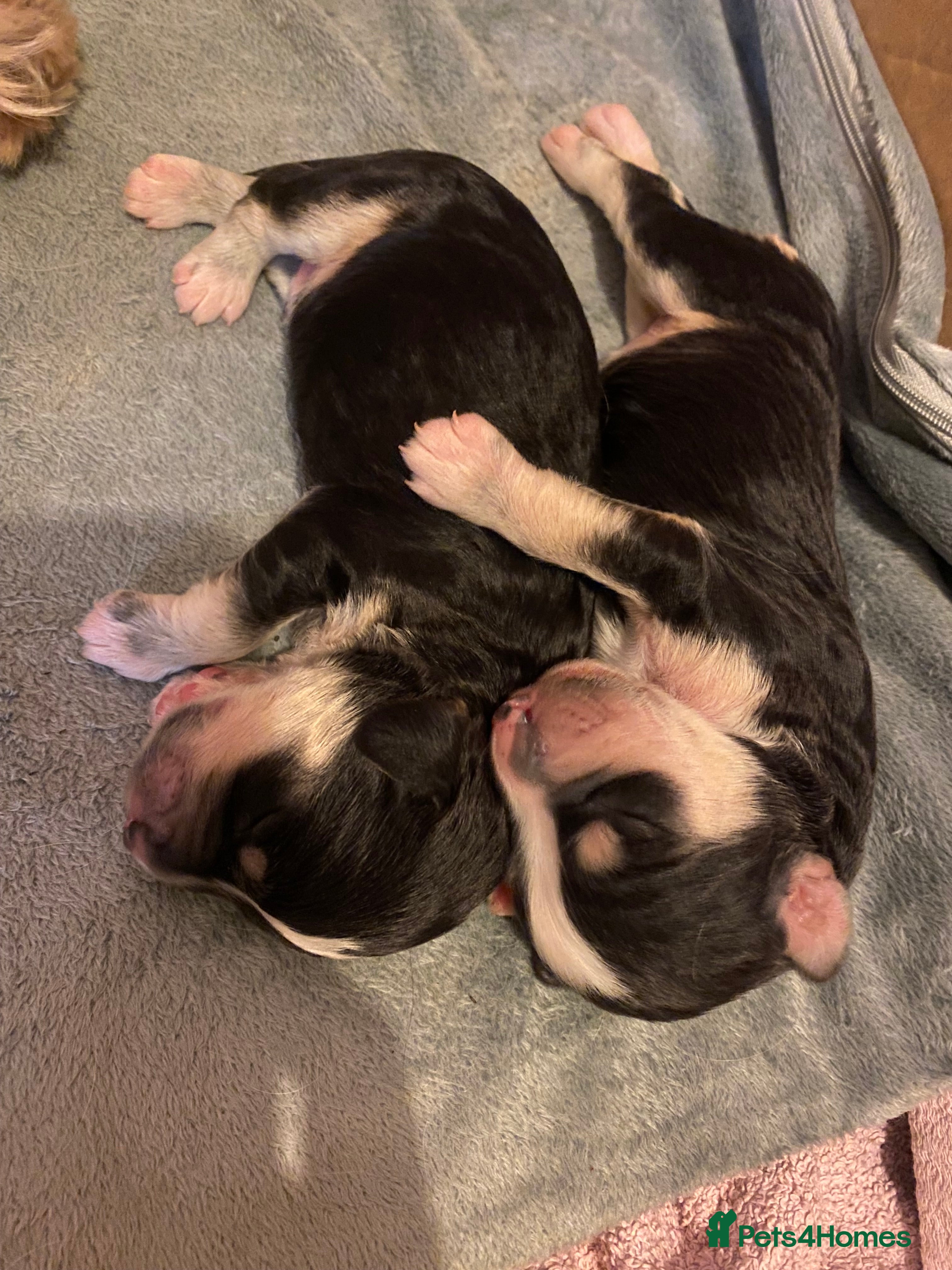 Sproodle dogs 💐Tri&Tuxedo sproodle puppies for sale💐 - Advert 13