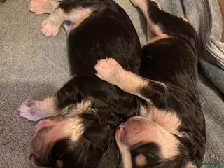 Sproodle dogs 💐Tri&Tuxedo sproodle puppies for sale💐 - Advert 13