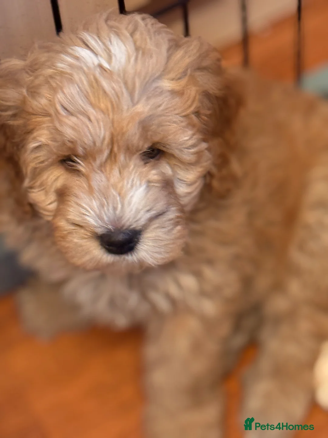 Labradoodle dogs for sale: Australian labradoodles  - Advert 4
