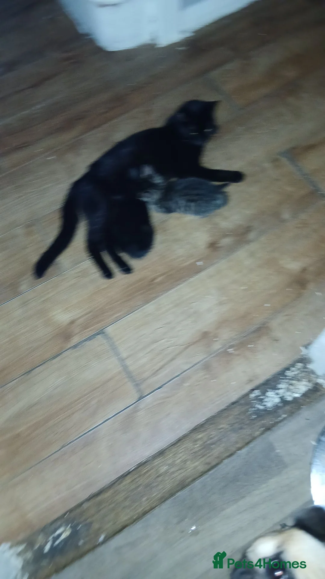 Mixed Breed cats for sale: 2 Black Girl Kittens - Advert 1