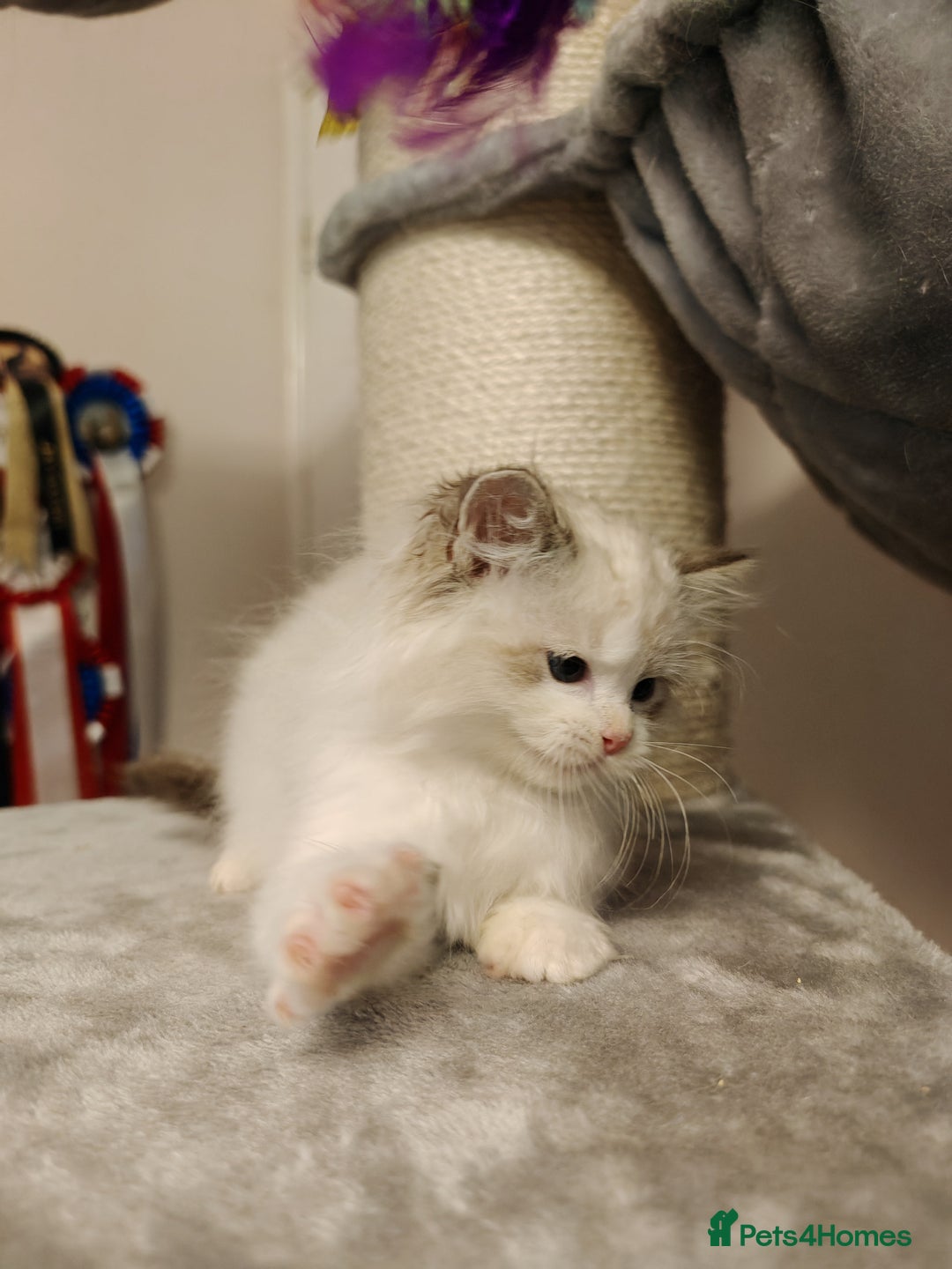 Ragdoll cats for sale: ❤️BEST KITTENS RAGDOLL❤️ CHAMPION REGIONAL WINNER  - Advert 18