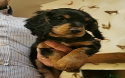 Cocker Spaniel dogs for sale: Gamekeeper bred kc reg working cocker puppys - Advert 2