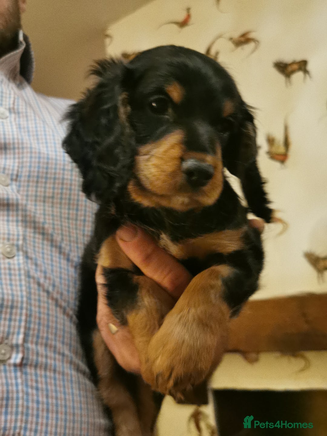 Cocker Spaniel dogs for sale: Gamekeeper bred kc reg working cocker puppys - Advert 2