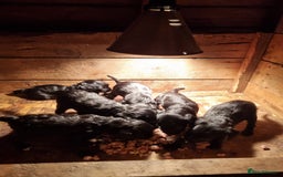 Jackapoo dogs for sale: Jackapoo puppies - Image 8