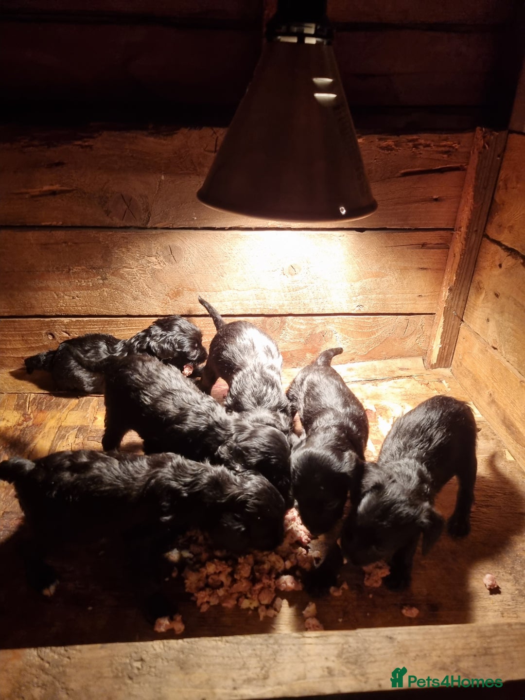 Jackapoo dogs for sale: Jackapoo puppies - Image 8