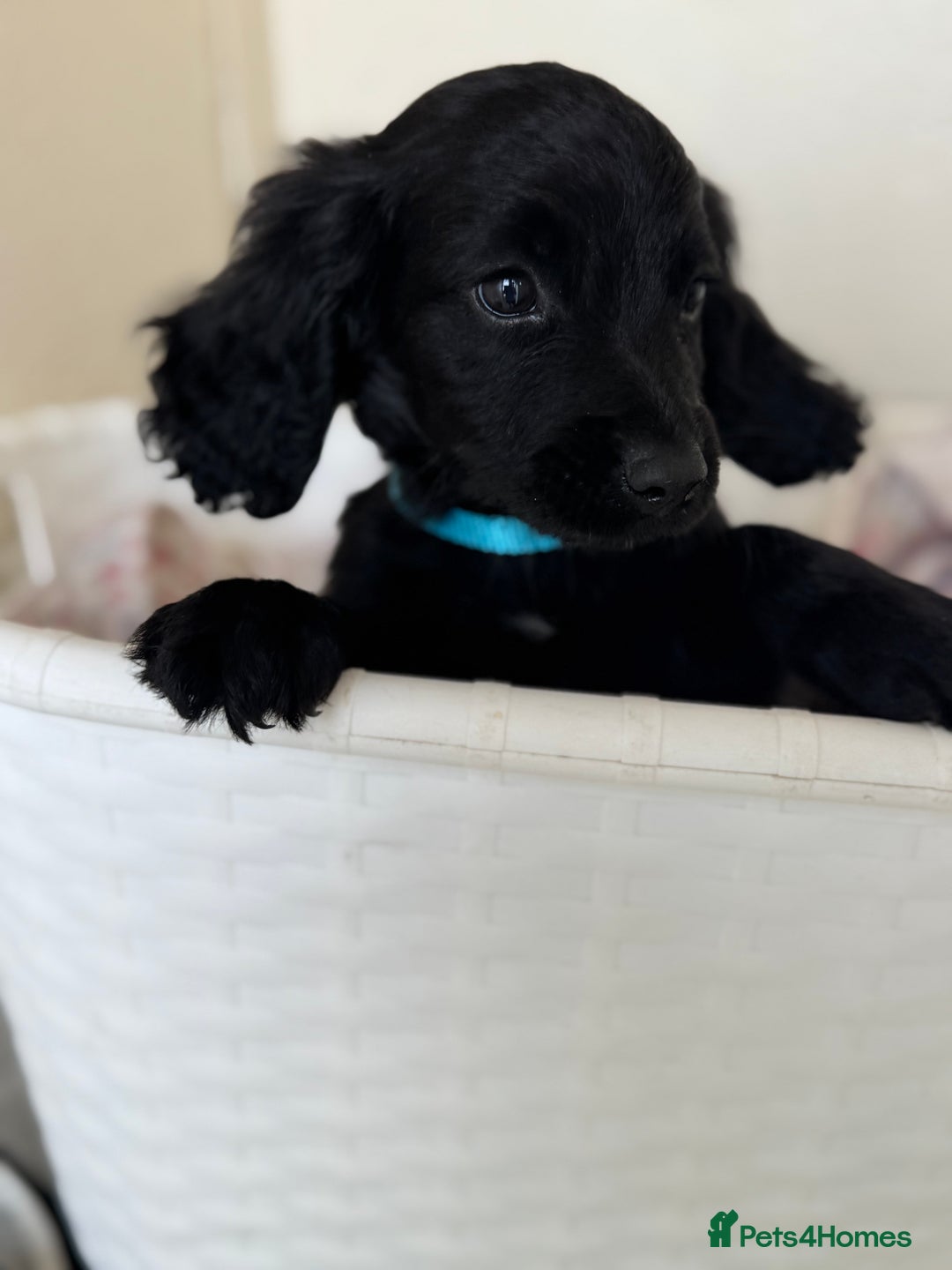 Cocker Spaniel dogs for sale: Beautiful cocker spaniels puppies for sale - Image 31