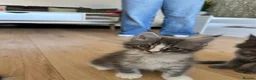 Maine Coon cats for sale: ⭐️⭐️GCCF Registered ⭐️⭐️ - Advert 7