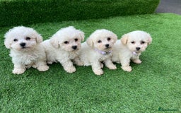 Poodle dogs for sale: Poodles pups for forever home - Image 26