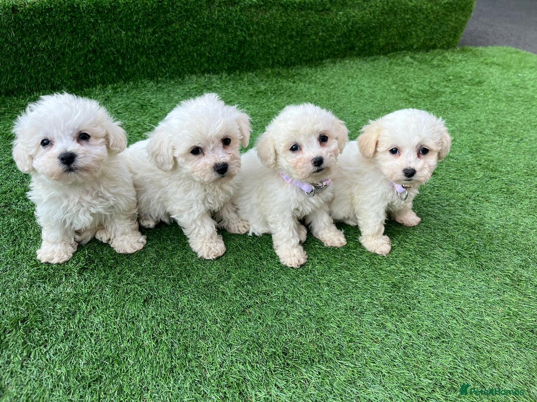 Poodle dogs for sale: Poodles pups for forever home - Image 26