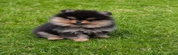 Pomeranian dogs for sale: KC registered Pomeranian puppy - Advert 4