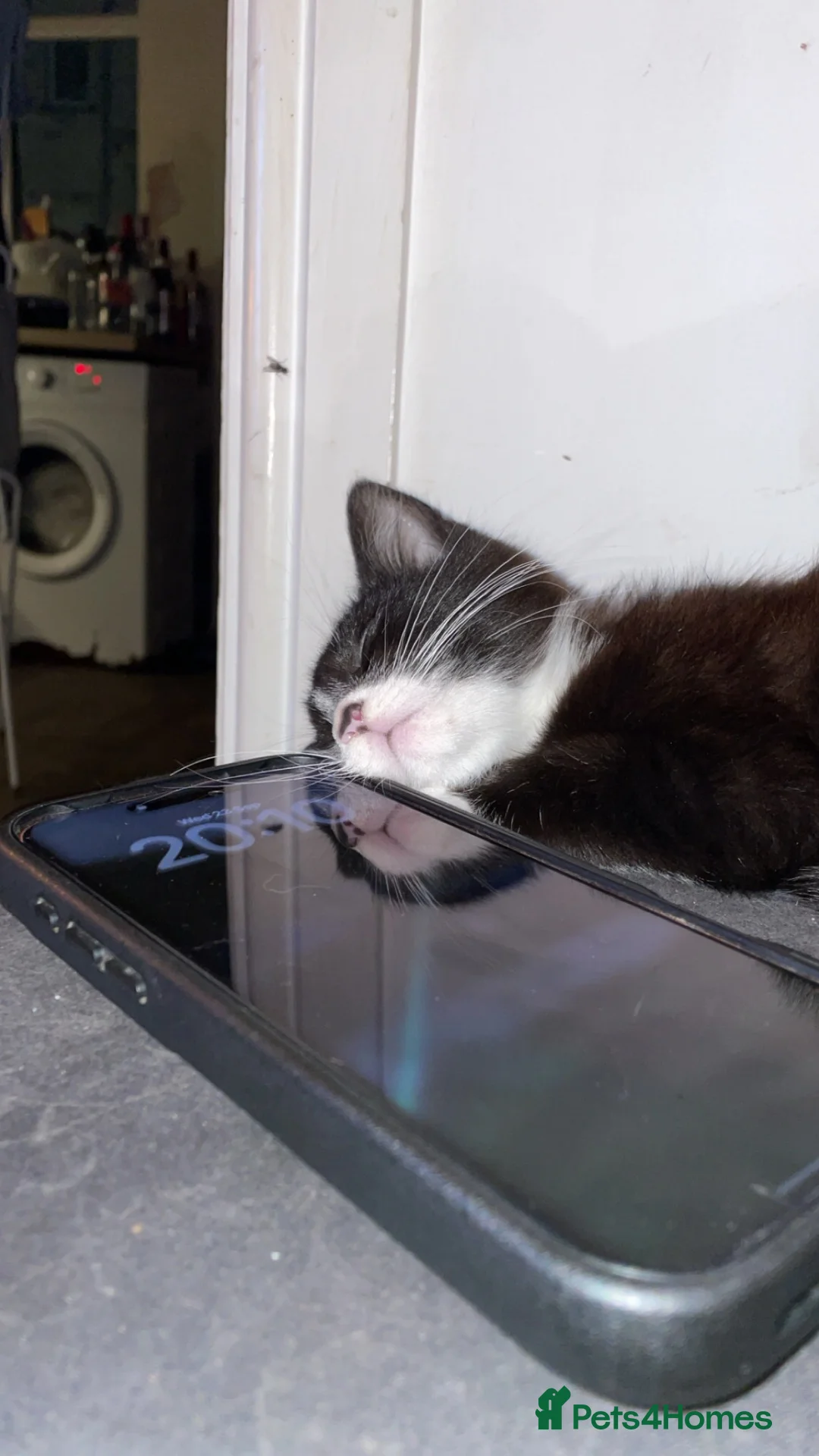 Mixed Breed cats for sale: Mixed breed kittens  - Advert 2