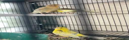 Mixed Breed birds for sale: Canary  - Advert 4