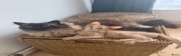 Abyssinian cats for sale: Abyssinian Kitten in Enfield - Advert 6