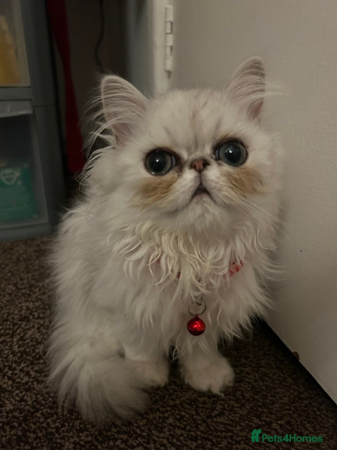 Persian cats for sale: Persian cats  - Image 8