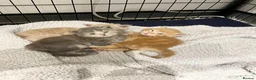 Maine Coon cats for sale: Maine Coon X BSH Kittens - Advert 5
