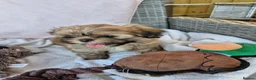 Shih Tzu dogs for sale: Shih-tzu puppy's for sale  - Advert 13
