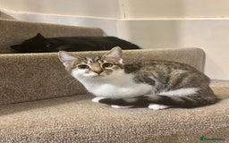 Domestic Shorthair cats for sale: Ash and Goose - Image 15