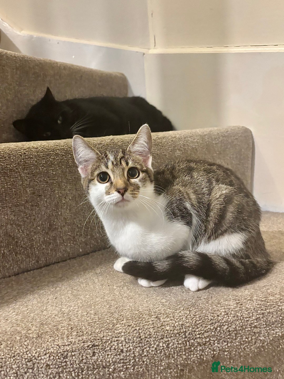 Domestic Shorthair cats for sale: Ash and Goose - Image 15