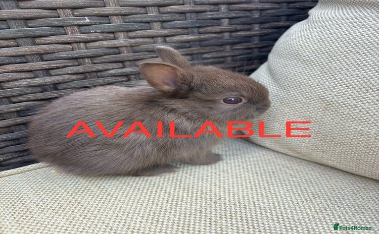 Netherland Dwarf rabbits - Advert 1