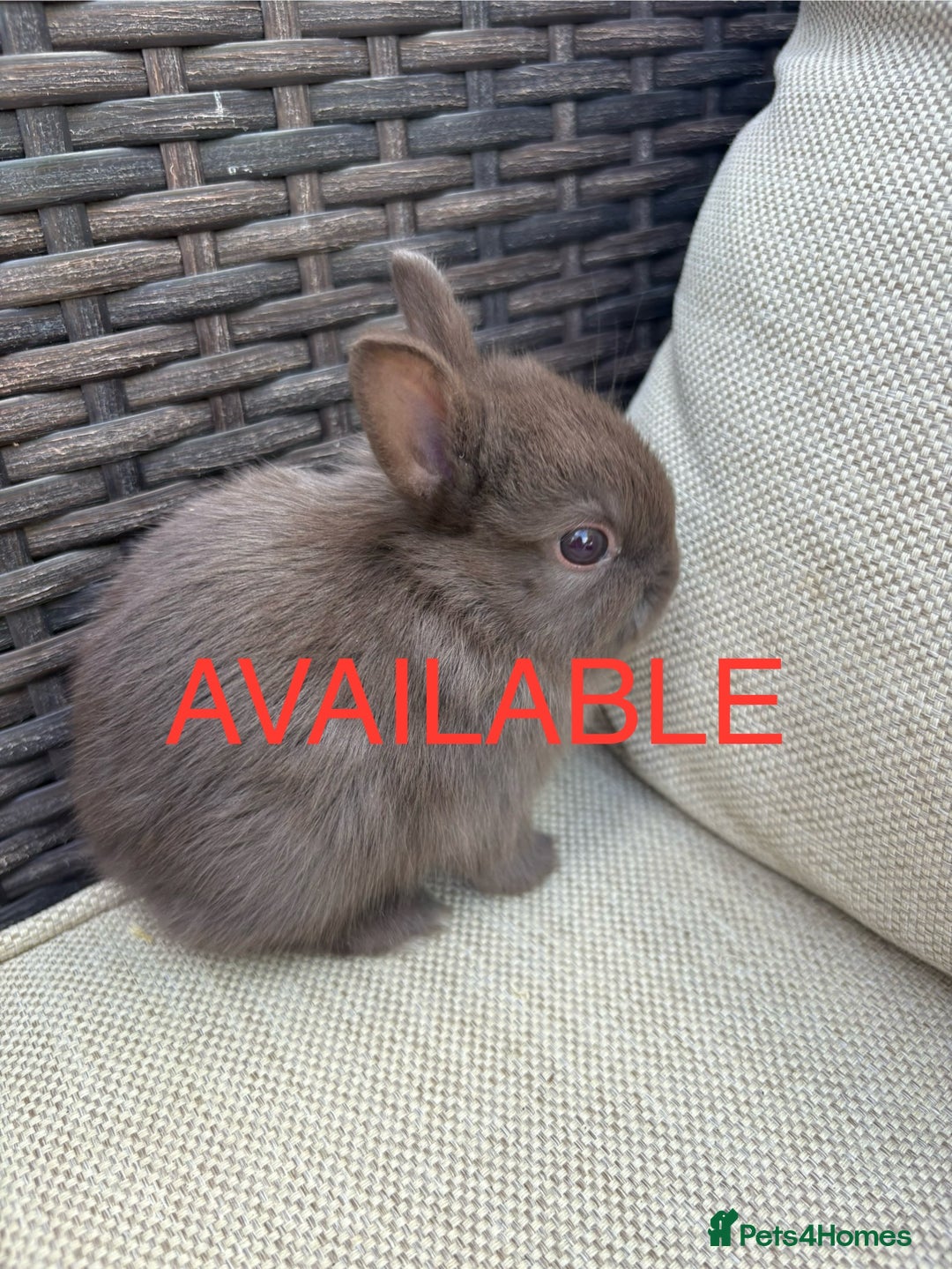 Netherland Dwarf rabbits for sale: Pure Netherland dwarf babies  - Image 1