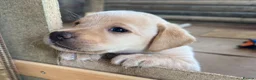Labrador Retriever dogs for sale: SUPERB LABRADOR PUPPIES  in Dorchester - Advert 5