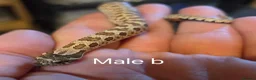 Snake reptiles for sale: Western hognoses babies - Advert 7