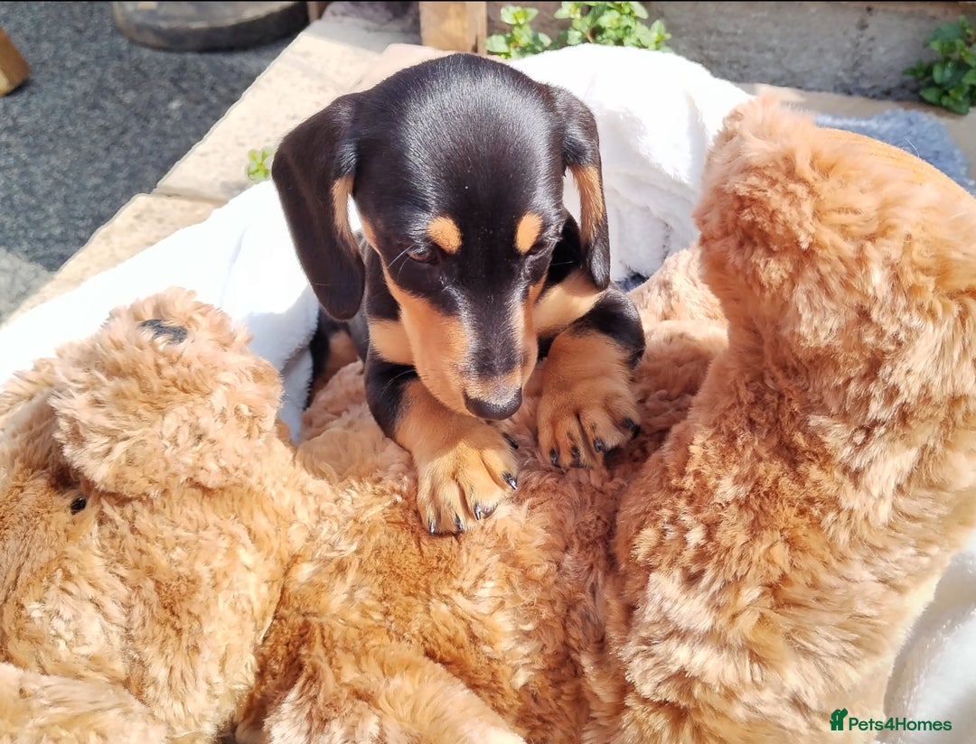 Miniature Dachshund dogs for sale: Mini dachshund  - Image 5