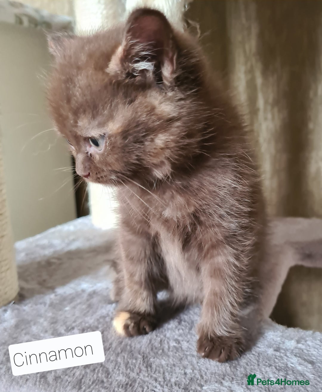 British Shorthair cats for sale: Beautiful British shorthair kittens - Image 15
