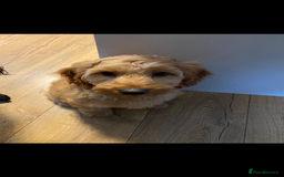 Cockapoo dogs for sale: Miniature cockapoo - Image 2