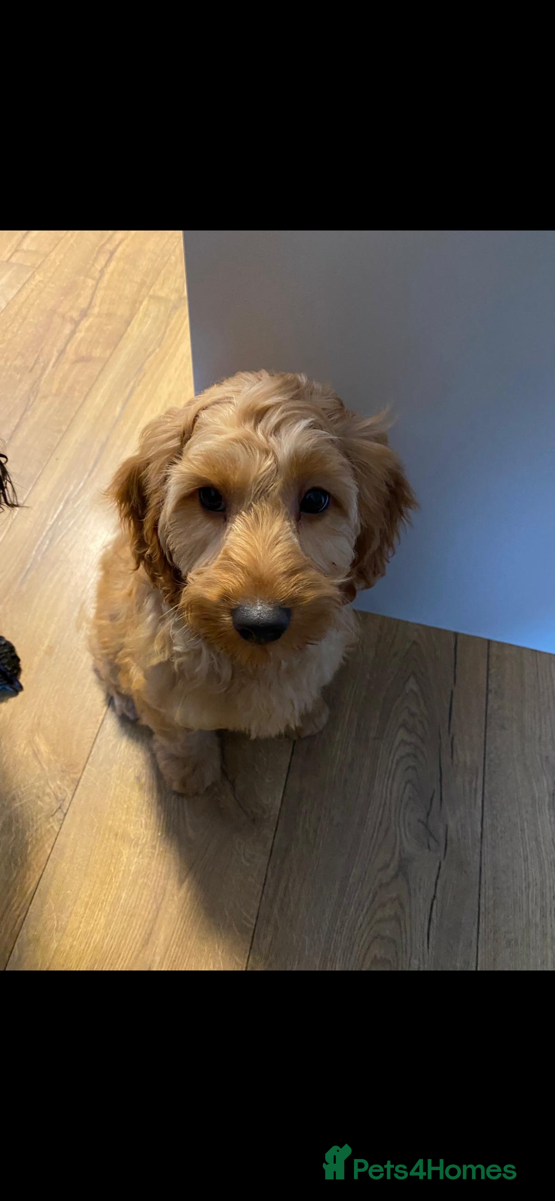Cockapoo dogs for sale: Miniature cockapoo - Image 2