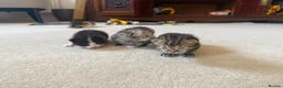 Mixed Breed cats for sale: Kittens for sale  - Advert 11