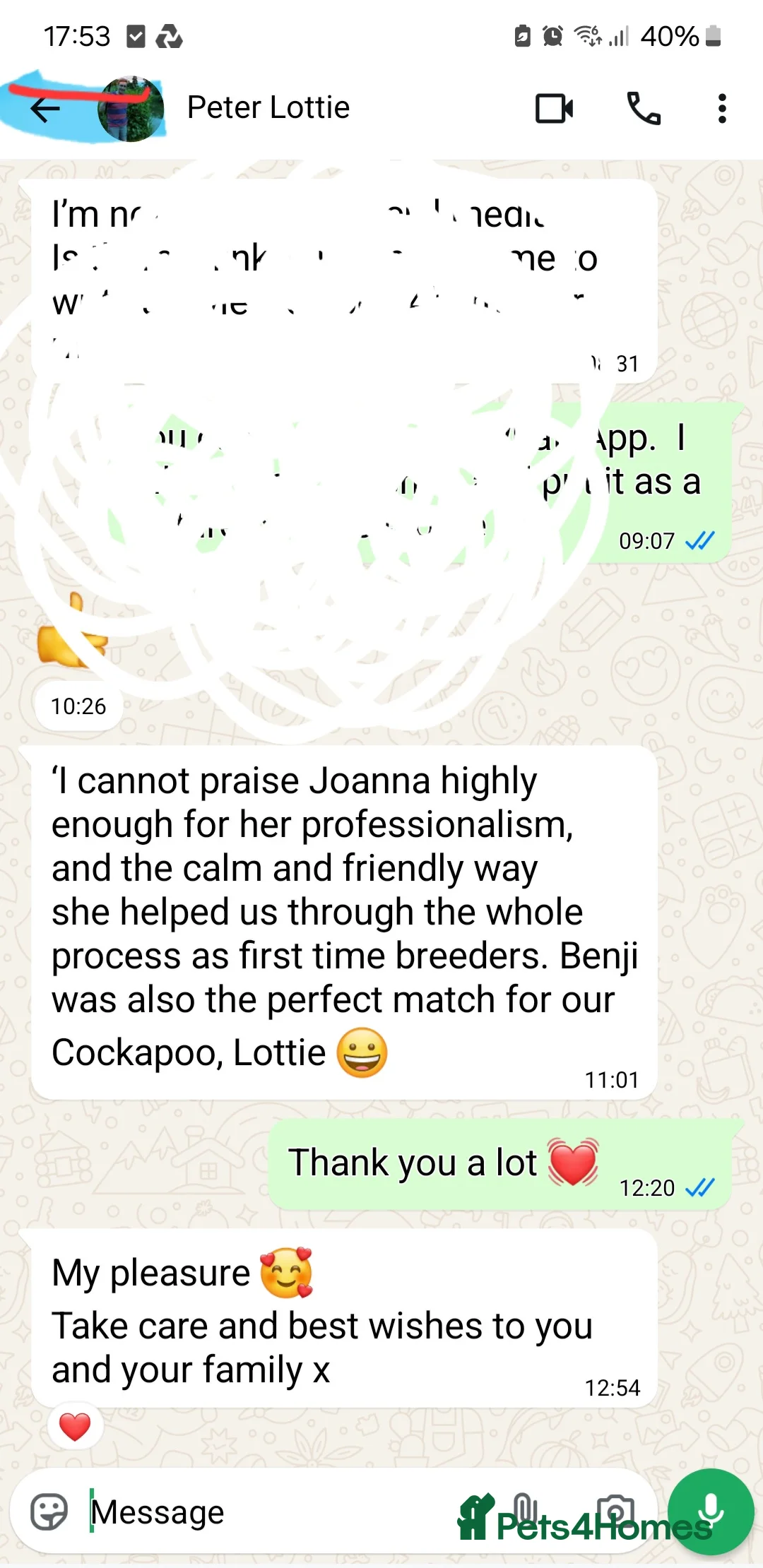 Cockapoo dogs for stud: F1 cocapoo well Proven extensively health tested in Bromley - Advert 7