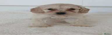 Cockapoo 4