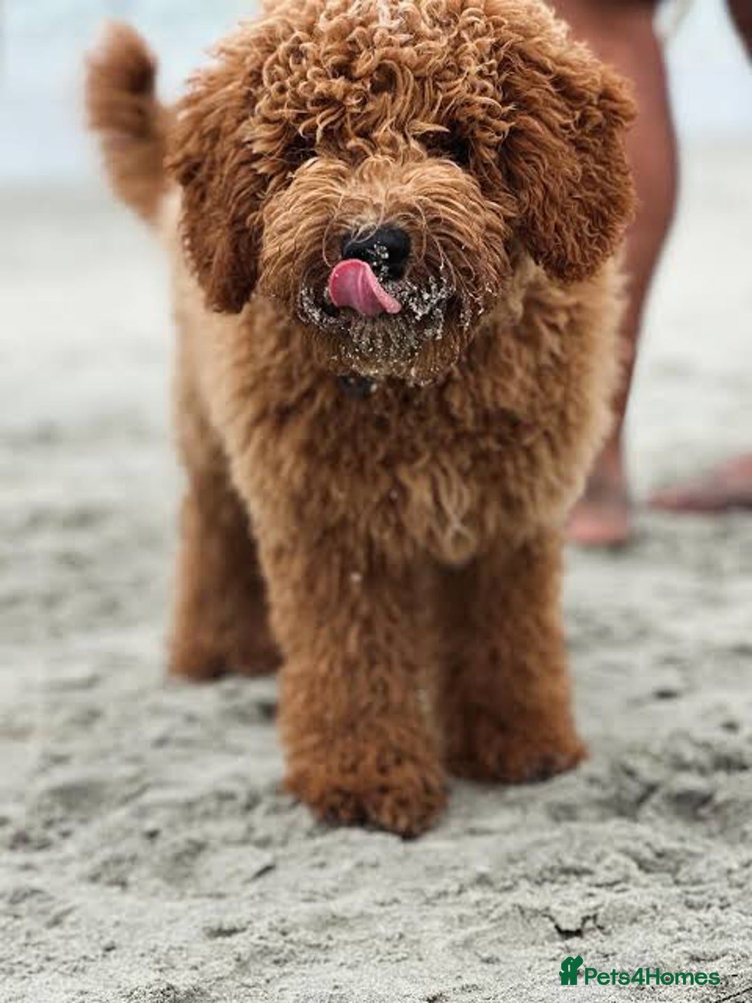 Mini Goldendoodle dogs for sale: Mini golden doodle f1b - Advert 16