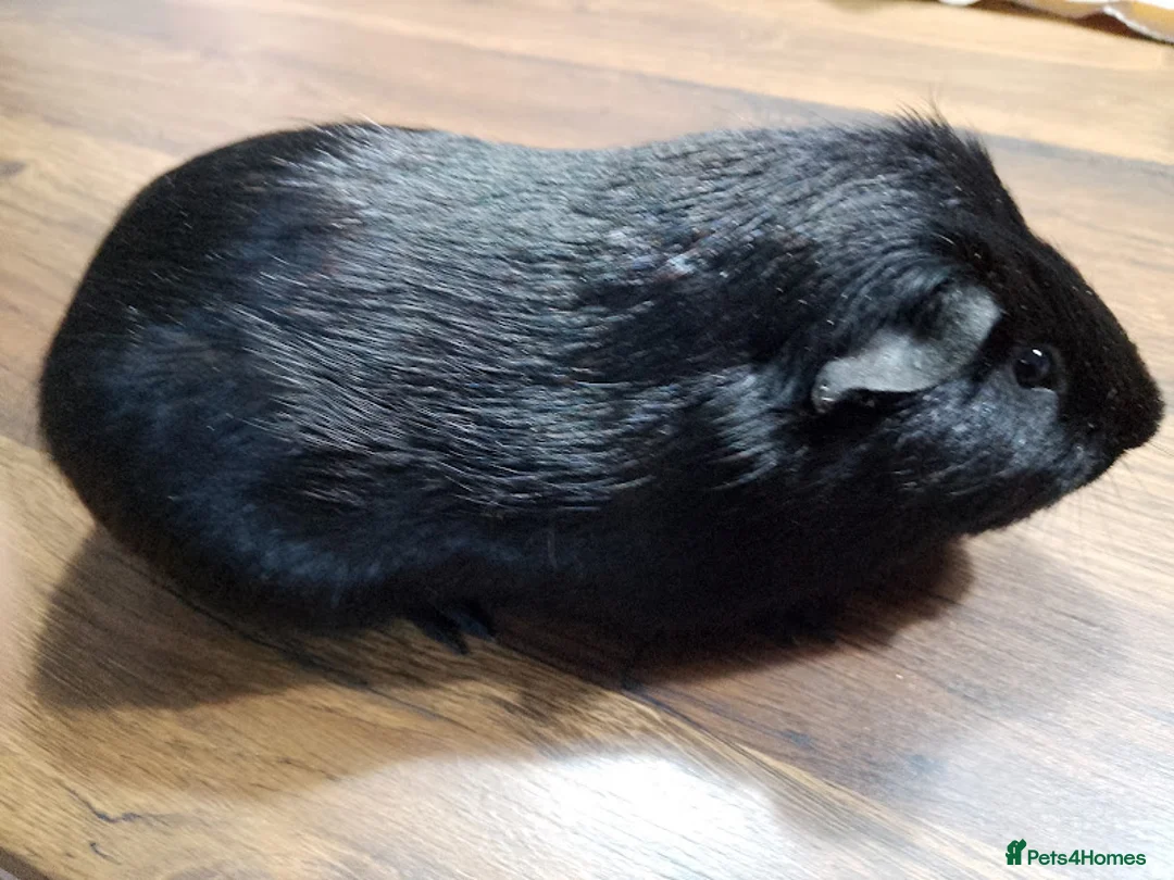 Guinea Pig rodents for sale: Baby and adult boars looking for new homes - Advert 2