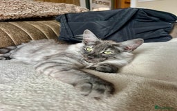 Norwegian Forest Cat cats for sale: Full FIFe pedigree Norwegian Forest Kittens  in Normanton - Image 1