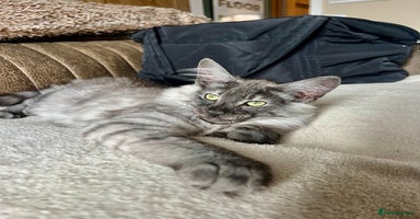 Norwegian Forest Cat cats in Normanton - Advert 16