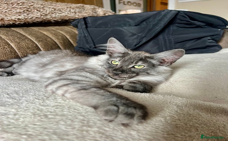 Norwegian Forest Cat cats in Normanton - Advert 1