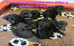 Labradoodle dogs for sale: Gorgeous Labradoodles - Image 5