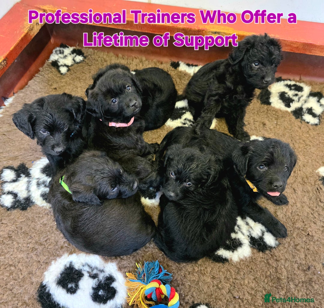 Labradoodle dogs for sale: Gorgeous Labradoodles - Image 5