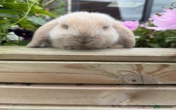 Mini Lop rabbits for sale: Mini Lop Buck  - Image 4
