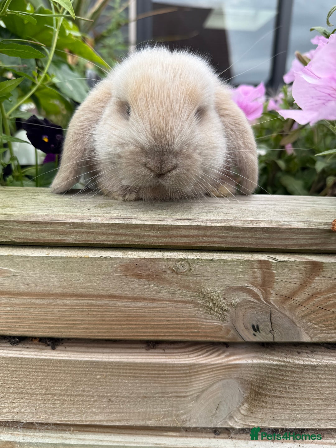 Mini Lop rabbits for sale: Mini Lop Buck  - Image 4