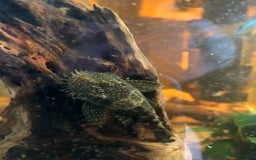 Plecos fish for sale: Male bristlenose pleco - Image 2
