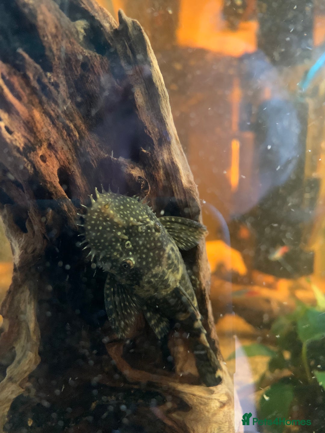Plecos fish for sale: Male bristlenose pleco - Image 2