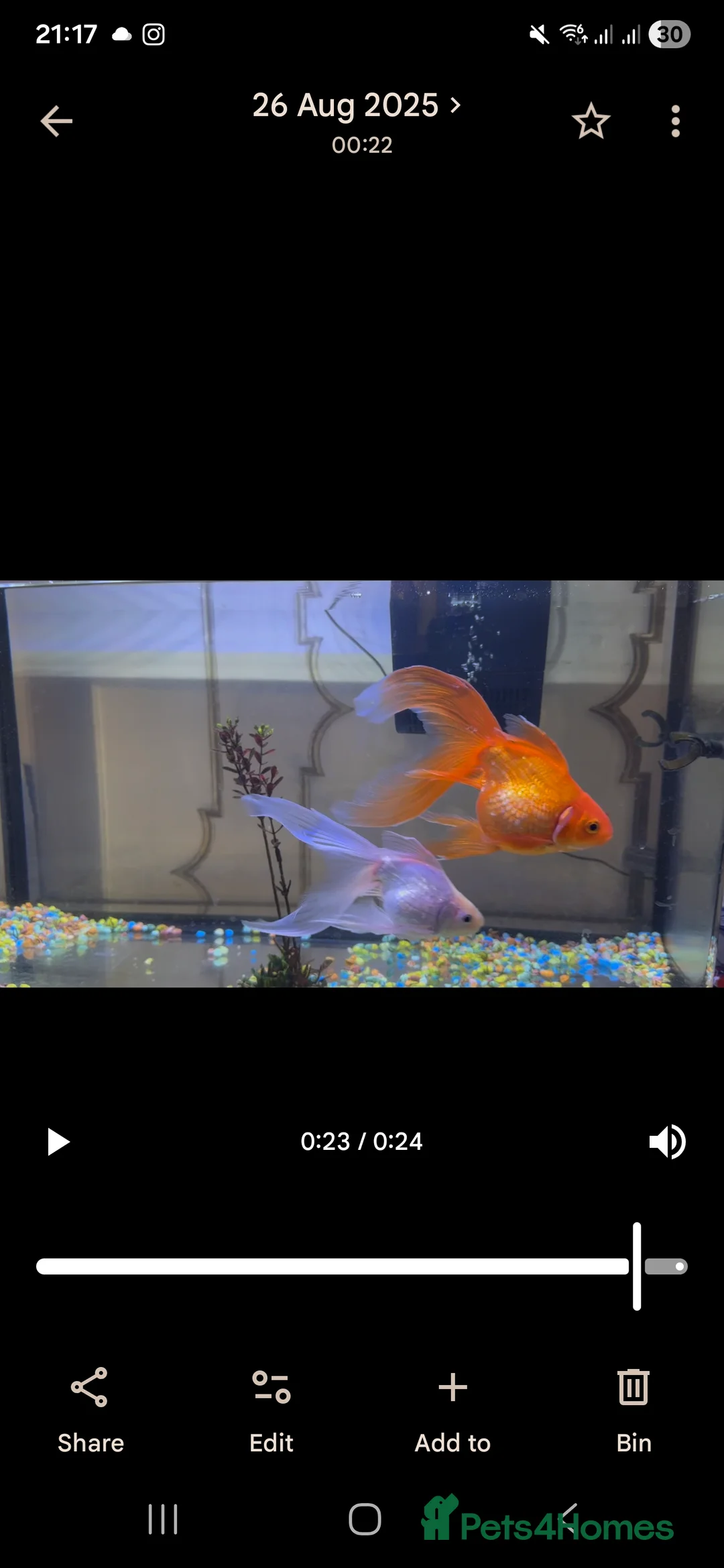 Goldfish fish for sale: Gold fish - Advert 2