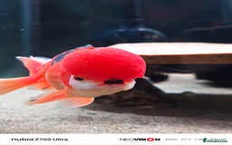 Fancy Goldfish fish for sale: Fancy gold fish orandas  - Image 1