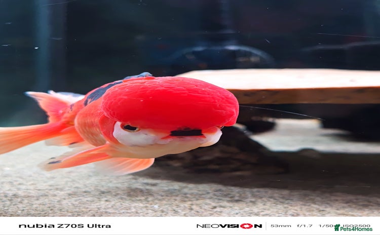Fancy Goldfish fish - Advert 2